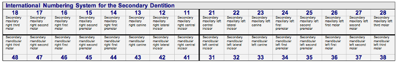 International Permanent Teeth Table.png